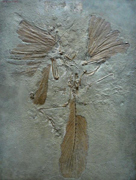 archaeopteryx_lithographica_paris.jpg